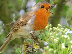 Plants, Bird, robin