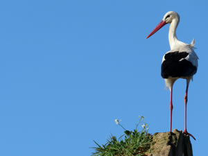 Plants, stork, Rocks