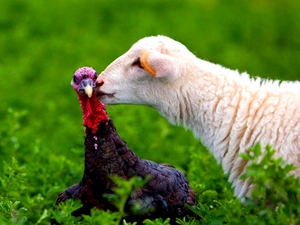 Plants, sheep, turkey