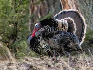 viewes, plants, turkeys, trees, birds