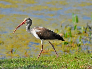 Plants, Ibis, water