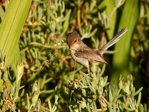 Plants, birdies, wren