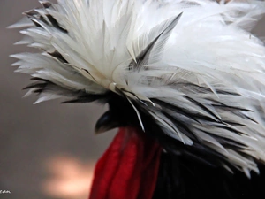 plume, rooster, decorated