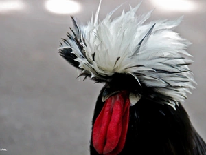 plume, rooster, decorated