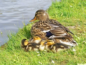 duck, Pond - car, grass, Chicks