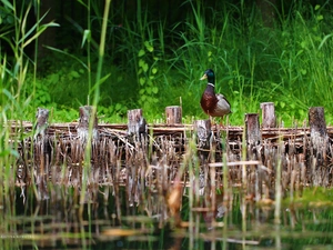 duck, Pond - car, drake, crossing