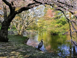 Spring, Pond - car, heron, Park