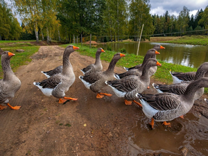 geese, Pond - car, forest, Way