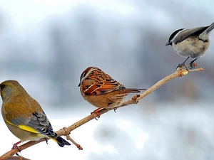 linnet, tit, The poor, tree sparrow