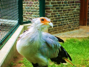 predatory, secretary, Bird