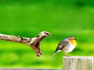 prey, Snake, birdies