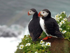 birds, Rocks, Flowers, Puffins