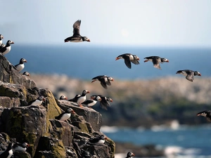 birds, sea, rocks, Puffins