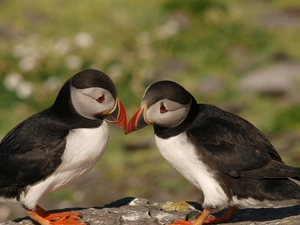 Puffins, Rocks, birds