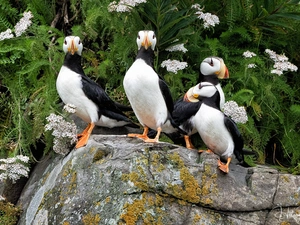 birds, Stone, VEGETATION, Puffins