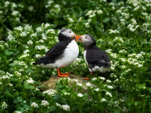 Stone, Flowers, birds, Puffins, Two cars