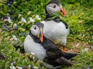 birds, Puffins, grass, Two cars