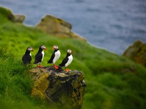 Puffins, Rocks, grass