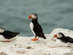 Puffins, Rocks
