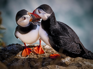Puffins