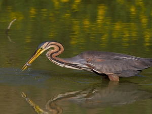 heron, feeding, lake, Purple