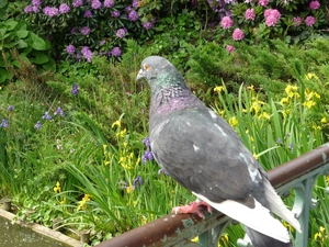 Flowers, pigeon, hand-rail
