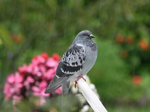Rain, hunched, pigeon