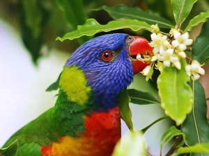 Mountain Rainbow Lorikeet, parrot, Flowers