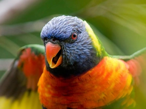 Mountain Rainbow Lorikeet, Coloured, parrot