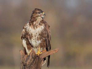 trunk, Bird, blur, rapprochement, trees, Common Buzzard