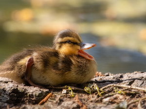 rapprochement, duck, Ducky