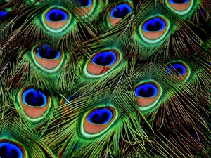 rapprochement, peacocks, feather