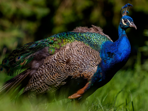 rapprochement, Bird, peacock