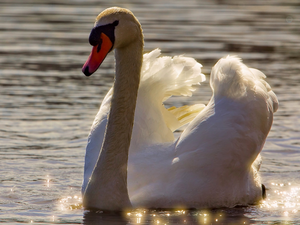 rapprochement, Swans, water