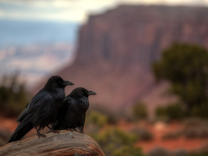 birds, Ravens