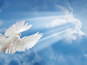 rays, dove, Sky