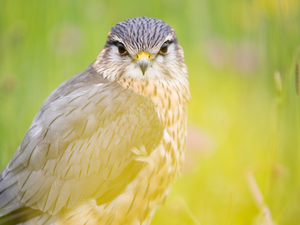 blurry background, Bird, Red-tailed Hawk