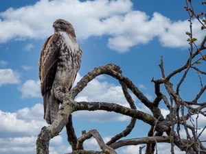 branch pics, Bird, Red-tailed Hawk