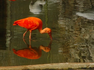 Ibis, water, reflection, Red