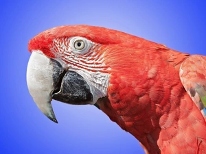 red hot, parrot