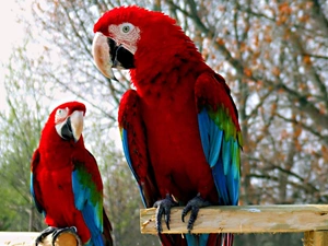 Two, Blue, Parrots, red