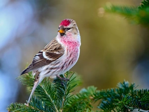 redpoll, color, Bird