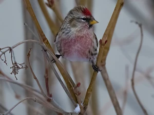 Head, Twigs, Common Redpoll, Claret, Bird