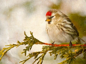 redpoll, twig