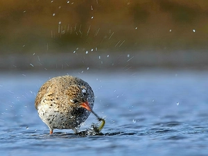 Redshank, River