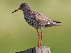 Redshank