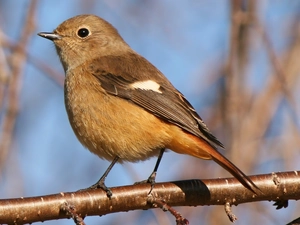 Redstart Chinese, twig