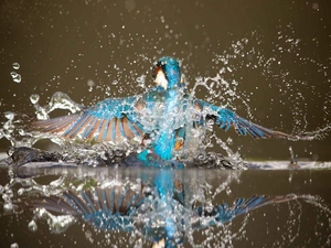 Splash, reflection, fish, water, Bird