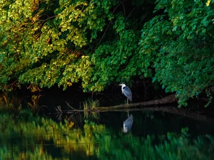 trees, Bird, water, reflection, viewes, heron