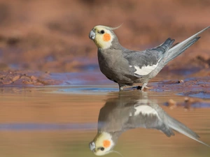 water, reflection, parrot, nymph, Bird